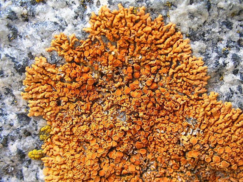 Xanthoria elegans